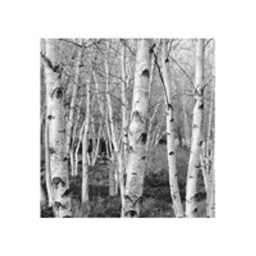 Black Birch Technology Group